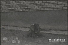 Ścięte drzewo na osiedlu Piaski, Białystok, druga połowa lat 70. XX w., fot. ze zbiorów Andrzeja Trzcińskiego