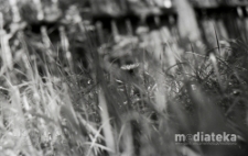 Mniszek wśr&oacute;d traw, druga połowa lat 70. XX w., fot. ze zbior&oacute;w Andrzeja Trzcińskiego