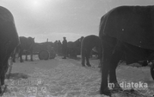 Ludzie wśród koni i sań, druga połowa lat 70. XX w., fot. ze zbiorów Andrzej Trzcińskiego
