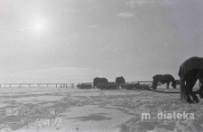 Konie w zimowej scenerii, druga połowa lat 70. XX w., fot. ze zbiorów Andrzej Trzcińskiego