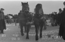 Konie ciągnące wóz, druga połowa lat 70. XX w., fot. ze zbiorów Andrzej Trzcińskiego