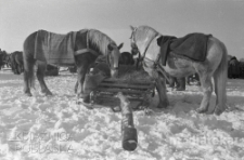 Portret koni przy paśniku, druga połowa lat 70. XX w., fot. ze zbiorów Andrzej Trzcińskiego