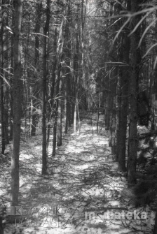 Las iglasty zimą, druga połowa lat 70. XX w., fot. ze zbiorów Andrzej Trzcińskiego