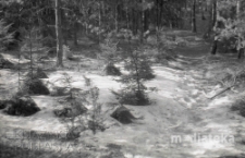 Las iglasty zimą, druga połowa lat 70. XX w., fot. ze zbiorów Andrzej Trzcińskiego