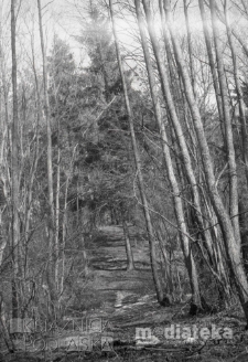 Przedwiośnie w lesie, druga połowa lat 70. XX w., fot. ze zbiorów Andrzej Trzcińskiego