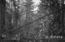 Las iglasty, druga połowa lat 70. XX w., fot. ze zbiorów Andrzej Trzcińskiego