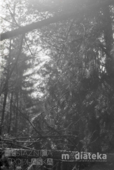 Las iglasty, druga połowa lat 70. XX w., fot. ze zbiorów Andrzej Trzcińskiego