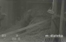 Młócenie słomy, druga połowa lat 70. XX w., fot. ze zbiorów Andrzeja Trzcińskiego