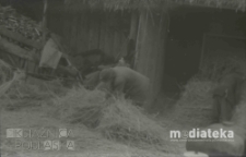 Młócenie słomy, druga połowa lat 70. XX w., fot. ze zbiorów Andrzeja Trzcińskiego