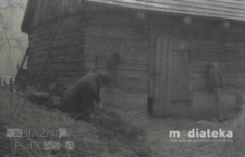 Mł&oacute;cenie słomy, druga połowa lat 70. XX w., fot. ze zbior&oacute;w Andrzeja Trzcińskiego