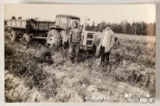 Ludzie pracujący przy wykopkach, w tle widać traktor