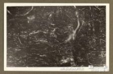 Splątane konary drzew