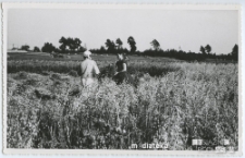 Żniwa w Starosielcach, Białystok, przełom lat 50. i 60. XX w.