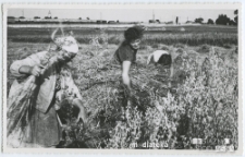 Żniwa w Starosielcach, Białystok, przełom lat 50. i 60. XX w.