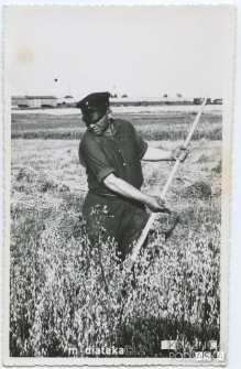 Żniwa w Starosielcach, Białystok, przełom lat 50. i 60. XX w.