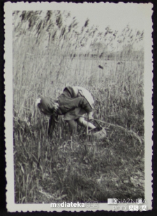 Dziewczynka zbiera trzcinę nad brzegiem jeziora Zygmunta Augusta, Czechowizna, lata 50. XX w.