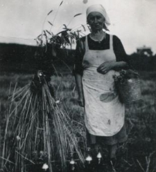 Jadwiga Żmijewska podczas prac polowych