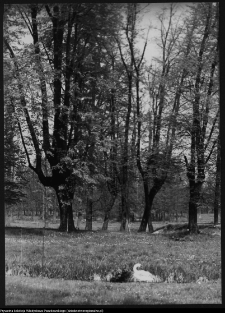 Choroszcz, park pałacowy