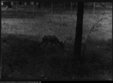 Choroszcz, park pałacowy i jego otoczenie