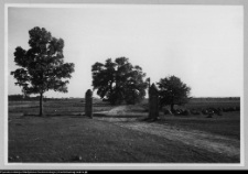 Bęćkowo, aleja wiodąca z dworu w kierunku Szczuczyna