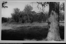 Rudka, park przypałacowy