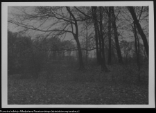 Białystok, odbudowa Pałacu Branickich, ogród