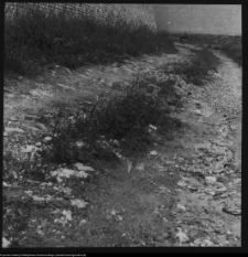 Wigry : zesp&oacute;ł klasztorno-kościelny