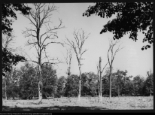 Choroszcz, park pałacowy