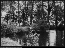 Choroszcz, park pałacowy