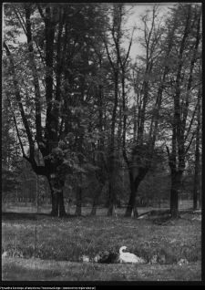 Choroszcz, park pałacowy