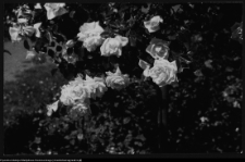 Białystok, Park Planty