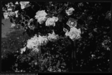 Białystok, Park Planty