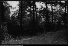 Choroszcz, park pałacowy