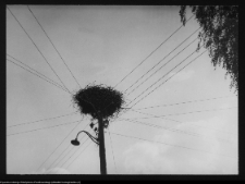 Białystok, Starosielce (wieś), obecnie Ścianka