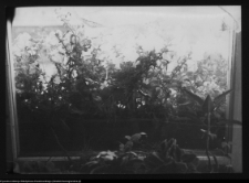 Białystok, balkon inż. Władysława Paszkowskiegona na Al. 1 Maja (obecnie Piłsudskiego)