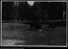 Białowieża, Park Narodowy