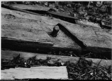 Szczuczyn, Dom Szczuków