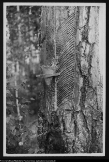 Supraśl, spuszczanie żywicy z drzewa