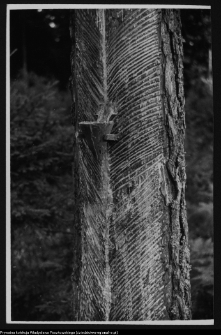 Supraśl, spuszczanie żywicy z drzewa