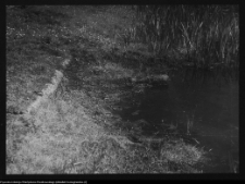 Tykocin, ruiny zamku