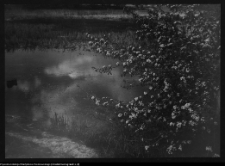 Tykocin, bagna nad Narwią w sąsiedztwie zamku