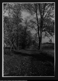 Łosośna, fragment alei ogrodu dworskiego