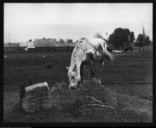 Tykocin, cmentarz żydowski