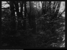 Dowspuda, park pałacowy