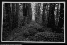 Dowspuda, rowy strzeleckie w alei pałacowego parku