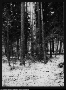 Dowspuda, park pałacowy