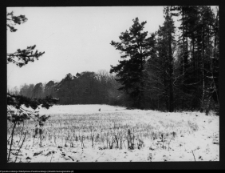 Dowspuda, park pałacowy