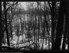 Dowspuda, park pałacowy