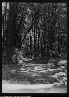 Dowspuda, park pałacowy