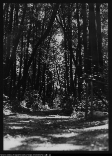 Dowspuda, park pałacowy